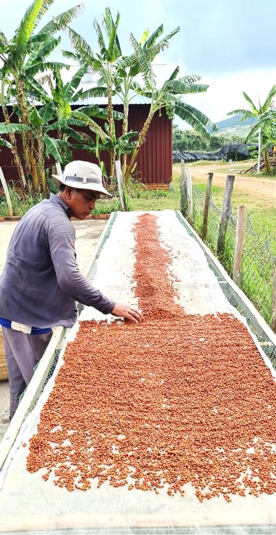 Fair Farms : une entreprise sociale spécialisée dans la production de poivre de Kampot, certifiée organique et commerce équitable. (PLATFORM IMPACT)