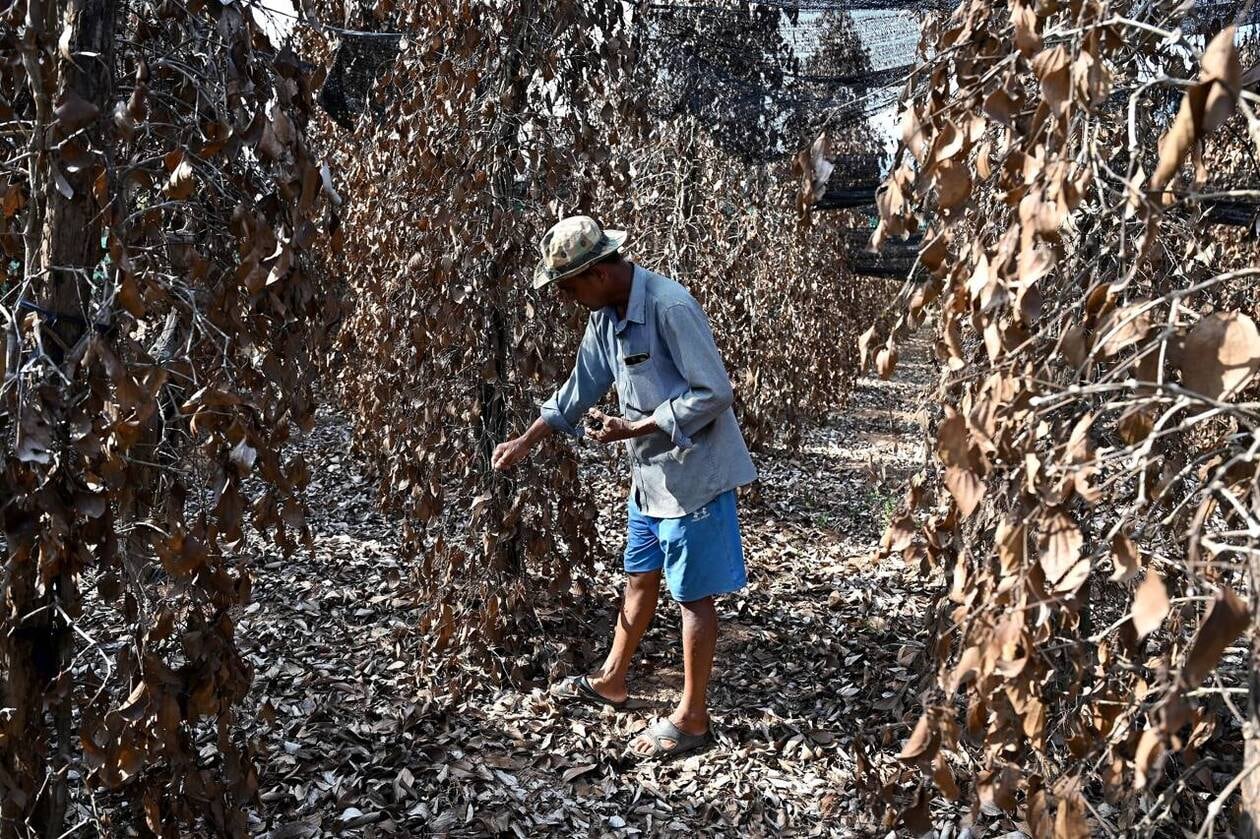 Les températures extrêmes ont eu raison des plantations de poivre à Kampot.