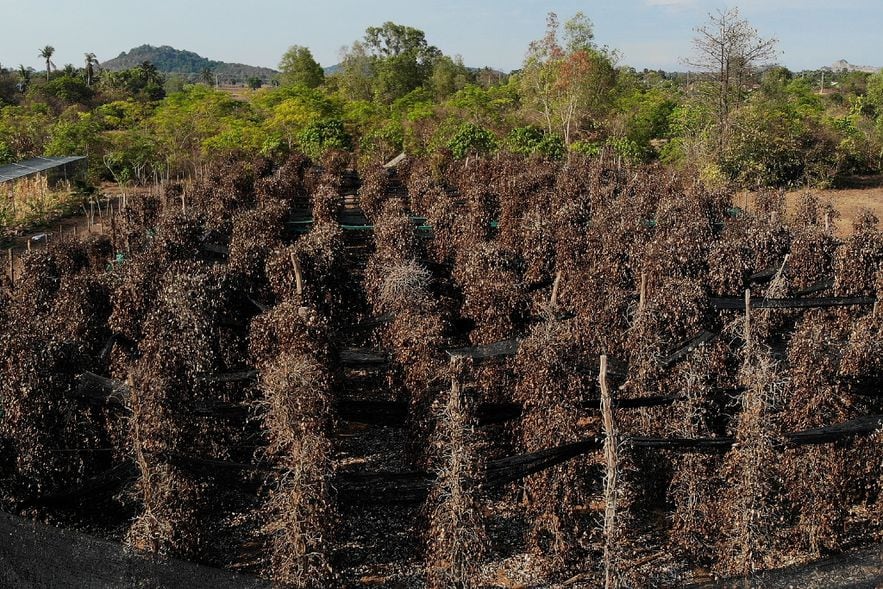 Vue aérienne d'une plantation de poivre ravagée par la sécheresse, le 8 mai 2024 dans la région de Kampot, dans le sud du pays 