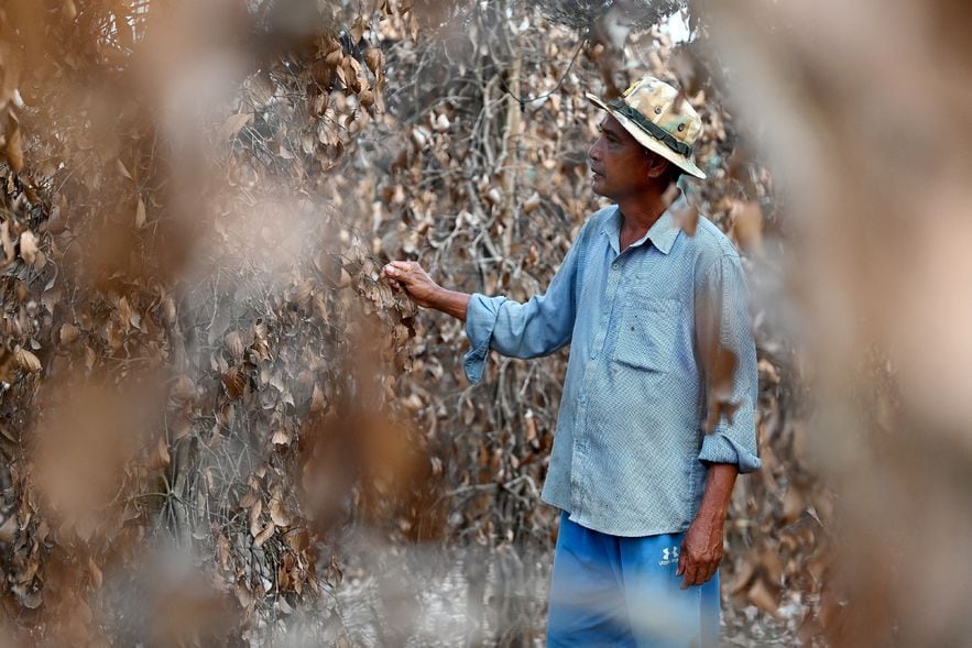 L'agriculteur cambodgien Chhim Laem dans sa plantation de poivre ravagée par la sécheresse, le 7 mai 2024 dans la région de Kampot, dans le sud du pays 