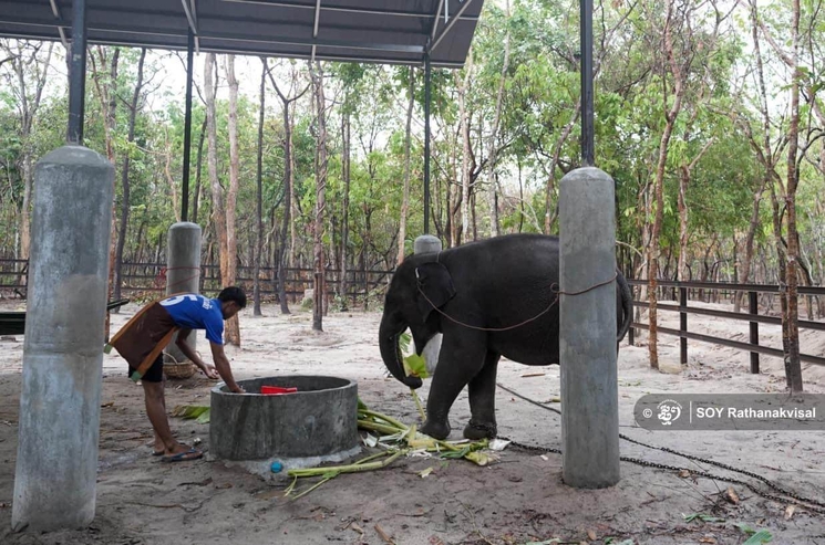 Éléphants Cambodge