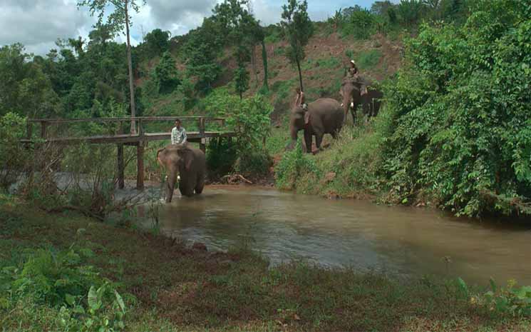 , Projection &amp; Discussion : les Éléphants du Cambodge, entre mythe et réalité