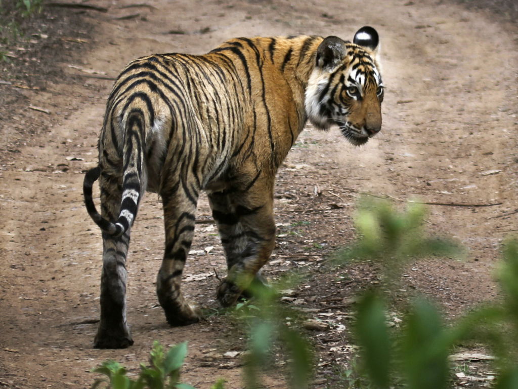 , Une première: l&rsquo;Inde enverra des tigres au Cambodge