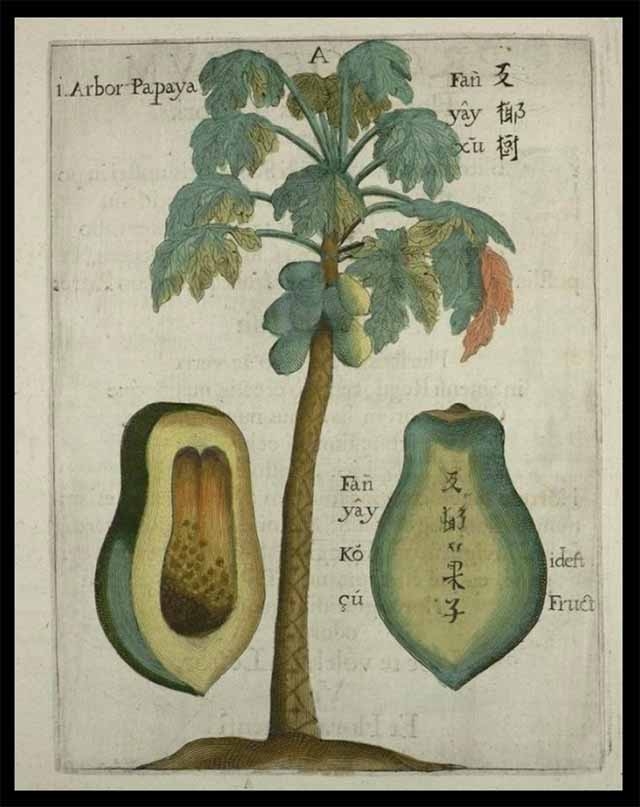 Planche de la papaye dans Flora Sinensis (image du domaine public)