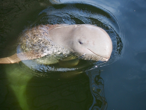 , Cambodge : la population des dauphins du Mékong en hausse grâce aux efforts renforcés de protection